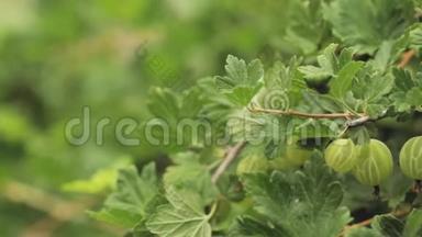 绿色的鹅莓。 生长的有机浆果在鹅莓灌木丛中的一个分支上特写。 水果园中的成熟杨梅